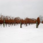 Ice_wine_Niagara_Falls_canada